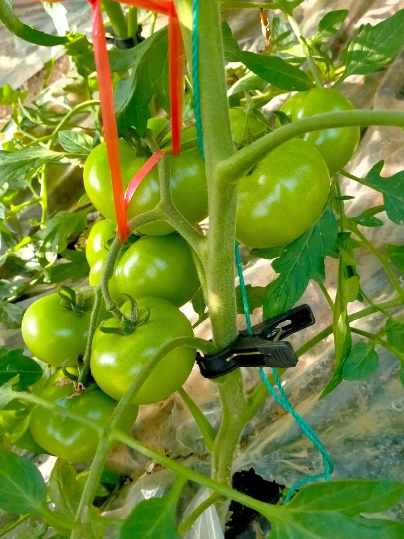 一亩冷棚西红柿利润_种植番茄怎么卖钱的 一亩冷棚西红柿利润_种植番茄怎么卖钱的 番茄种植技巧