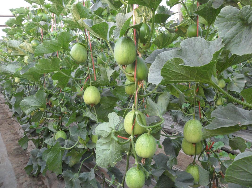 甜瓜不能和什么一起种植_小番茄甜瓜怎么种植视频 甜瓜不能和什么一起种植_小番茄甜瓜怎么种植视频 种植技巧