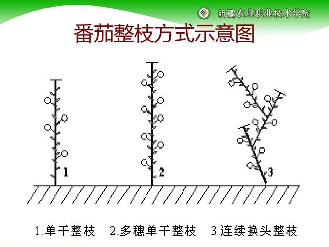 番茄种植的修枝与技术_大番茄种植怎么修剪图解视频 番茄种植的修枝与技术_大番茄种植怎么修剪图解视频 土壤施肥
