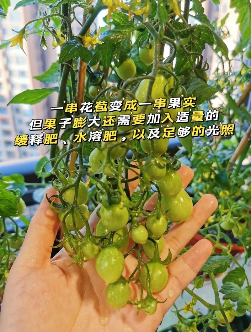 潮州白菜的正宗做法_潮汕番茄怎么种植的呢视频 潮州白菜的正宗做法_潮汕番茄怎么种植的呢视频 番茄种植技巧