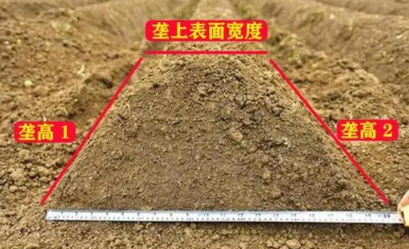 西红柿种在垄上好还是沟里好_种植番茄怎么起垄的 西红柿种在垄上好还是沟里好_种植番茄怎么起垄的 农业常识