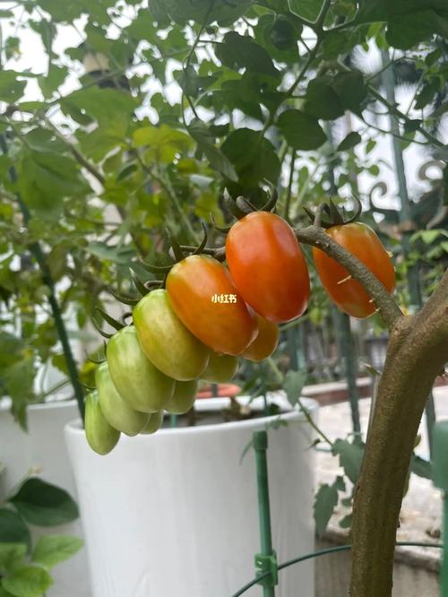 打算在家阳台种一些小番茄，平时用什么肥料好_阳台番茄怎么种植方法视频 打算在家阳台种一些小番茄，平时用什么肥料好_阳台番茄怎么种植方法视频 土壤施肥