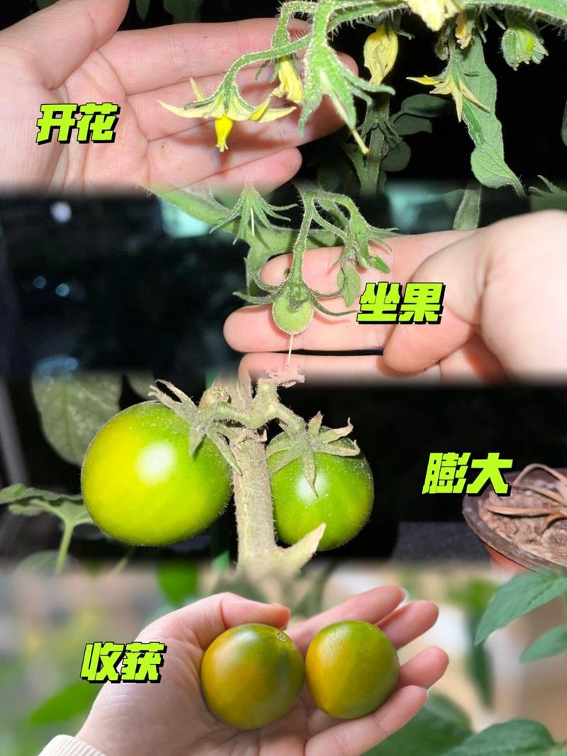 室内西红柿如何授粉_室内番茄如何授粉 室内西红柿如何授粉_室内番茄如何授粉 农业常识