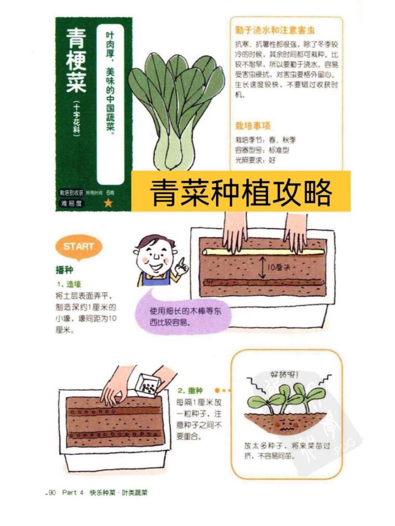 上海青如何种_上海蔬菜种植技巧和方法 花朵知识 上海青如何种_上海蔬菜种植技巧和方法 上海青如何种_上海蔬菜种植技巧和方法 花朵知识