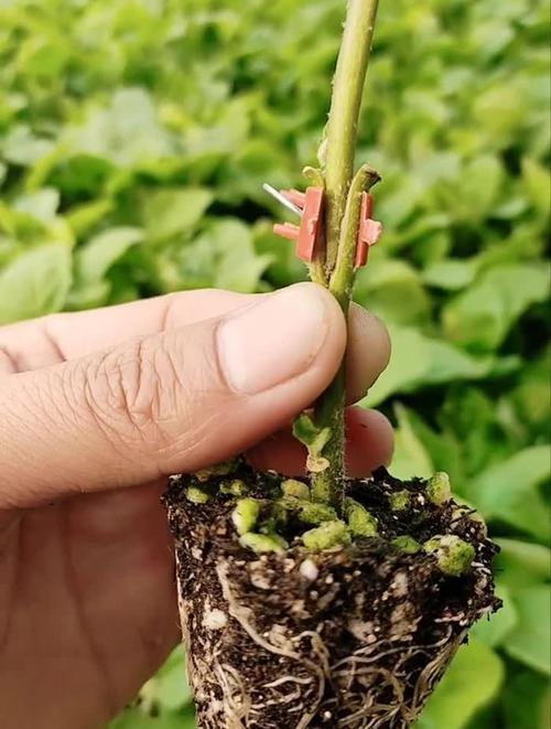 蔬菜如何嫁接_蔬菜种植嫁接技巧和方法视频 蔬菜如何嫁接_蔬菜种植嫁接技巧和方法视频 农业常识