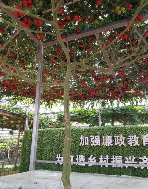 西红柿树结果了怎么打架子_番茄藤蔓怎么种植的图片大全 西红柿树结果了怎么打架子_番茄藤蔓怎么种植的图片大全 番茄病虫害防治