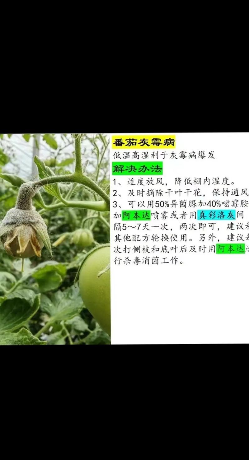 大棚西红柿如何防治灰霉病_番茄大棚怎么轮换种植的 大棚西红柿如何防治灰霉病_番茄大棚怎么轮换种植的 花朵知识