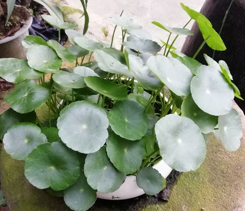 江浙一带12月份露天种什么菜？怎么养护_沼泽过滤怎么种植物 江浙一带12月份露天种什么菜？怎么养护_沼泽过滤怎么种植物 植物种类