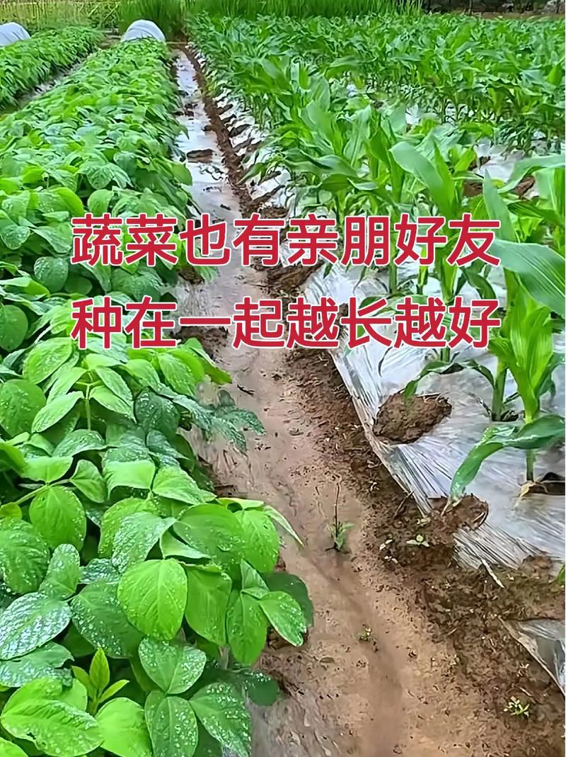 让你听了笑得合不拢嘴的一句话是什么_立秋蔬菜种植小技巧视频教程 让你听了笑得合不拢嘴的一句话是什么_立秋蔬菜种植小技巧视频教程 植物种类