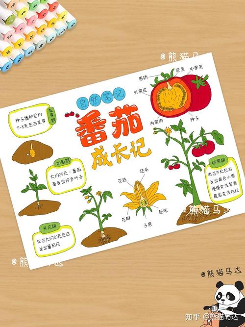 种植西红柿栽种记录有哪些内容_番茄种植记录表怎么画图片 种植西红柿栽种记录有哪些内容_番茄种植记录表怎么画图片 农业常识