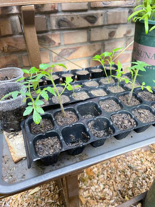 圣女果出苗太密怎么办_番茄种植太密怎么办呢 圣女果出苗太密怎么办_番茄种植太密怎么办呢 番茄病虫害防治