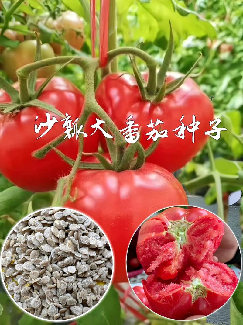 刚果的农产品有苹果吗_刚果番茄种子怎么种植视频 刚果的农产品有苹果吗_刚果番茄种子怎么种植视频 植物种类