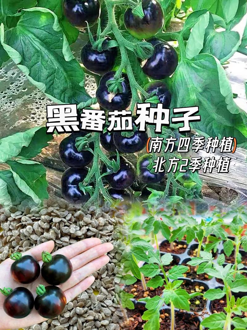 墨玉和青花的区别_黑玉番茄种子怎么种植视频 墨玉和青花的区别_黑玉番茄种子怎么种植视频 农业常识