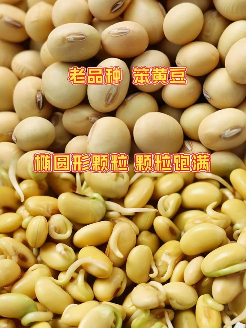 梅林茄汁黄豆的做法_黄豆番茄种子怎么种植的视频 梅林茄汁黄豆的做法_黄豆番茄种子怎么种植的视频 番茄种植技巧