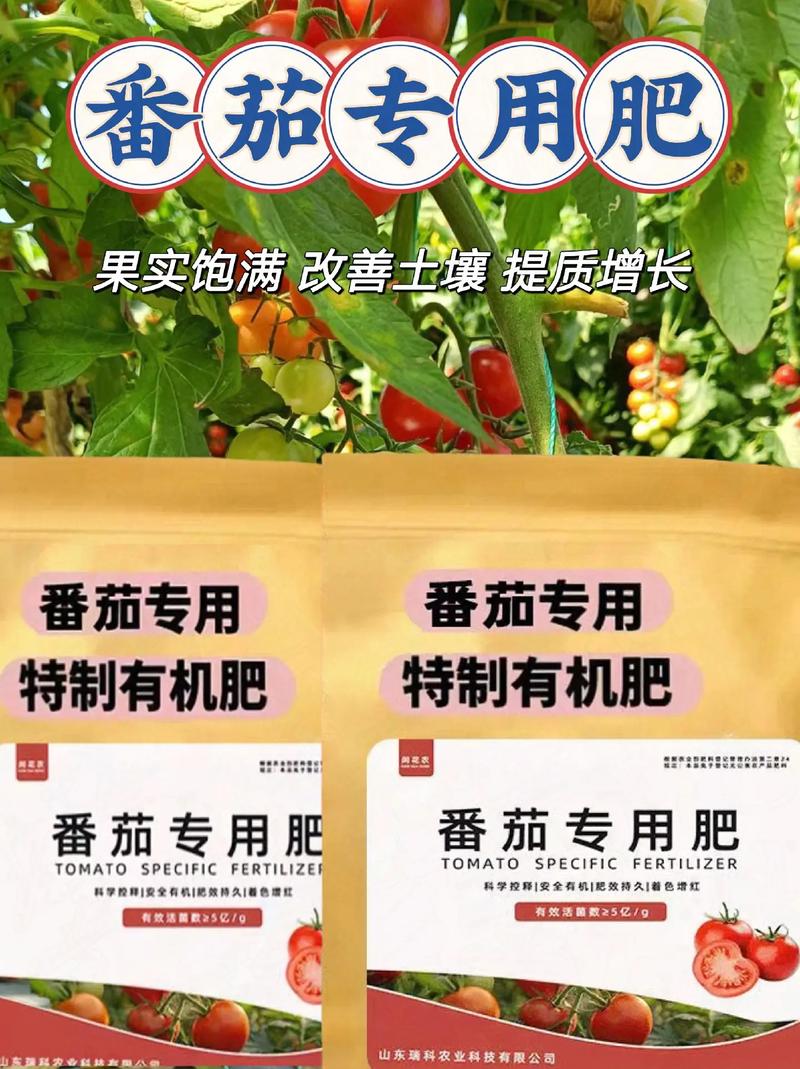 磷肥在番茄移栽后什么时候补充_番茄种植肥料怎么放置好 磷肥在番茄移栽后什么时候补充_番茄种植肥料怎么放置好 种植技巧