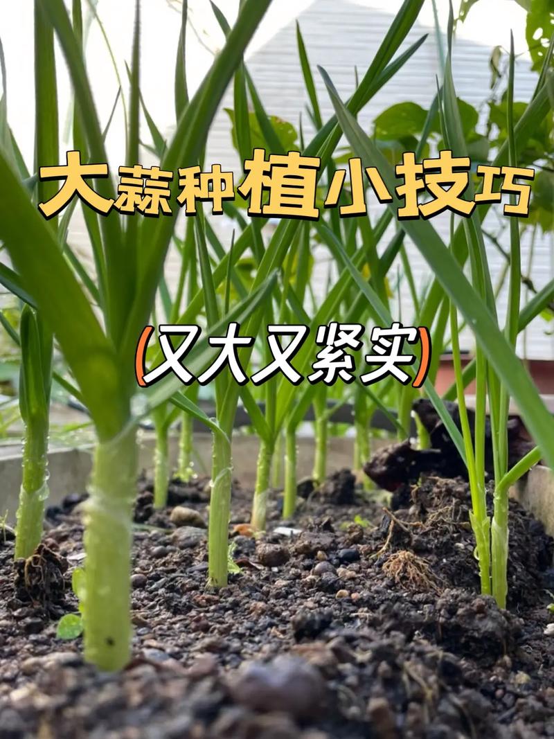 蔬菜怎么种才能长得好_蔬菜种植也有技巧吗视频 蔬菜怎么种才能长得好_蔬菜种植也有技巧吗视频 番茄种植技巧