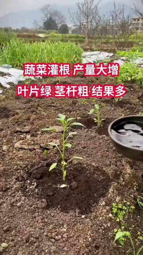 红果拉新怎么弄_黄番茄怎么种植蔬菜视频教程 红果拉新怎么弄_黄番茄怎么种植蔬菜视频教程 植物种类
