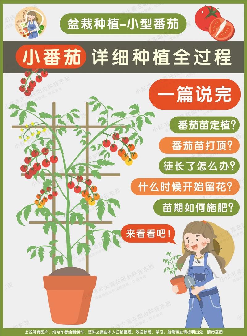 请问樱桃番茄的种植方法_樱桃小番茄桃子怎么种植视频 请问樱桃番茄的种植方法_樱桃小番茄桃子怎么种植视频 番茄种植技巧