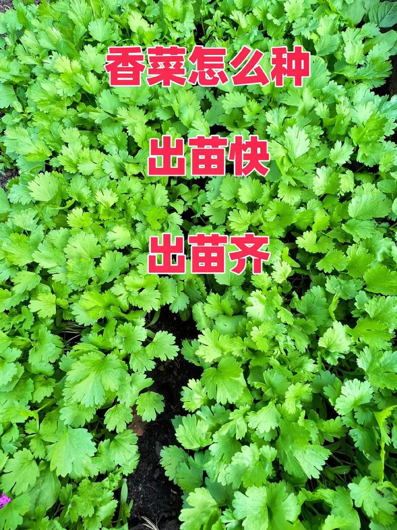 香菜花的种植方法_香菜蔬菜种植技巧与方法视频 种植技巧 香菜花的种植方法_香菜蔬菜种植技巧与方法视频 香菜花的种植方法_香菜蔬菜种植技巧与方法视频 种植技巧