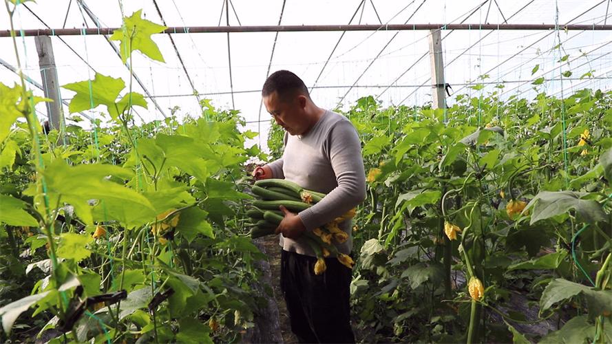早春小拱棚胡萝卜应该怎么进行种植管理_新疆地区大田早春蔬菜种植技巧和方法 早春小拱棚胡萝卜应该怎么进行种植管理_新疆地区大田早春蔬菜种植技巧和方法 番茄种植技巧
