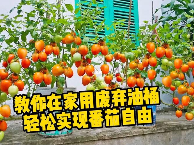 塑料油桶栽种西红柿怎么存活不了呢_番茄苗种植油桶怎么种植 塑料油桶栽种西红柿怎么存活不了呢_番茄苗种植油桶怎么种植 土壤施肥
