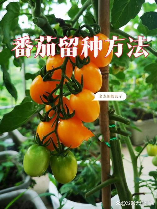 种小番茄的方法和步骤_小番茄怎么种植家里不会烂 种小番茄的方法和步骤_小番茄怎么种植家里不会烂 农业常识