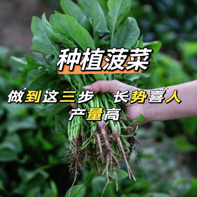 蔬菜种植可导入农业互联网技术吗？有哪些好的建议_蔬菜种植小技巧视频讲解大全 蔬菜种植可导入农业互联网技术吗？有哪些好的建议_蔬菜种植小技巧视频讲解大全 土壤施肥