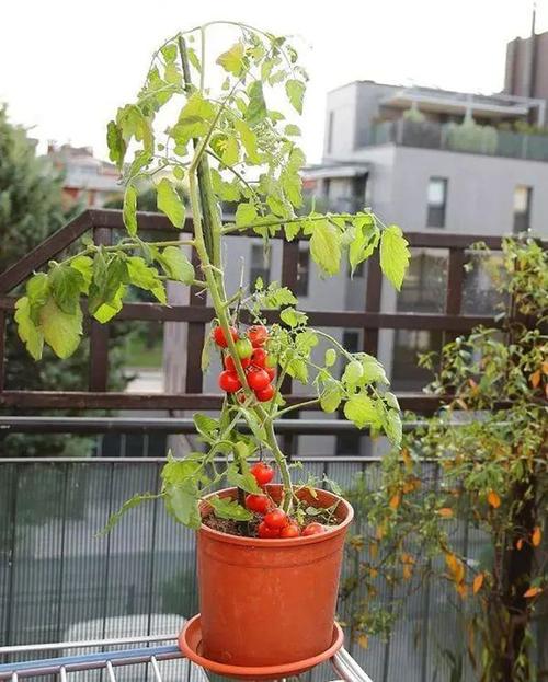 盆栽千禧番茄种植方法全过程_怎么种植盆栽圣女番茄视频 盆栽千禧番茄种植方法全过程_怎么种植盆栽圣女番茄视频 花朵知识
