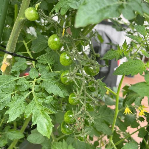 运用自然农法种植番茄，全程不使用农药，能实现高产高品质吗_番茄怎么种植最好活 运用自然农法种植番茄，全程不使用农药，能实现高产高品质吗_番茄怎么种植最好活 农业常识