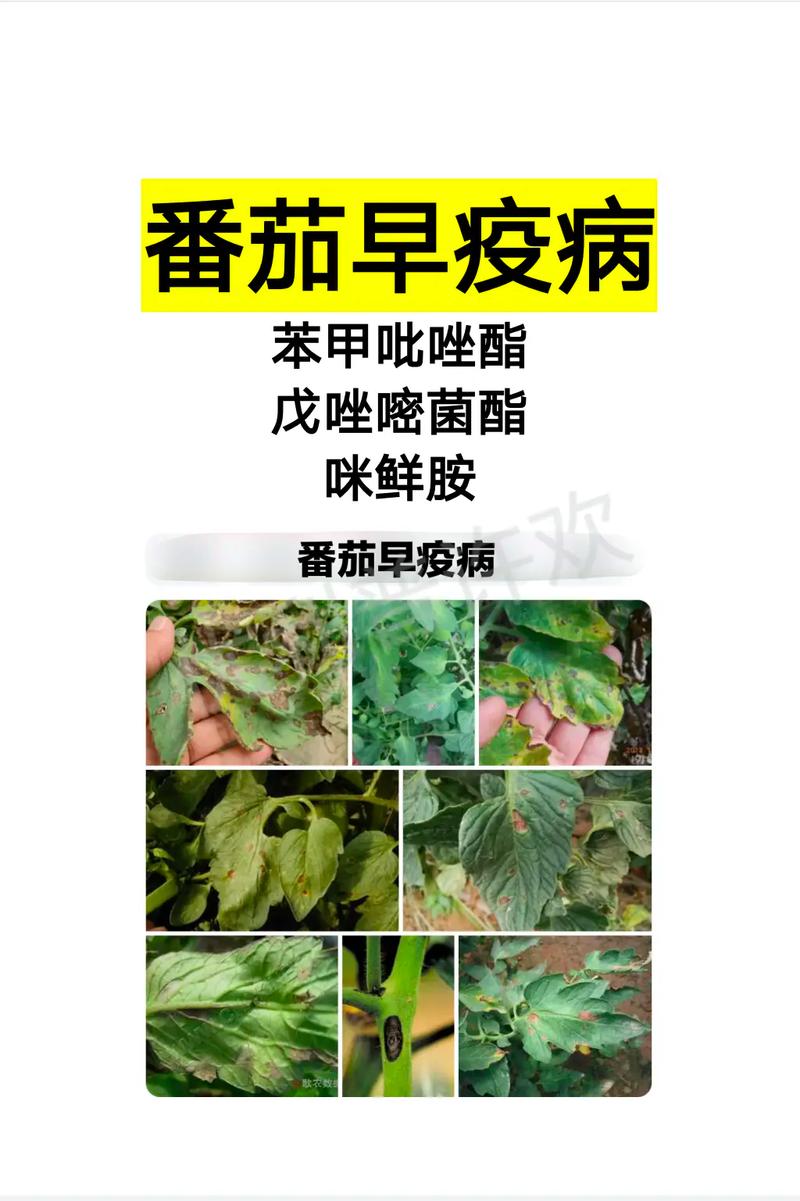 斗鸡盐虫怎么治_混血番茄怎么种植的图片大全 斗鸡盐虫怎么治_混血番茄怎么种植的图片大全 农业常识