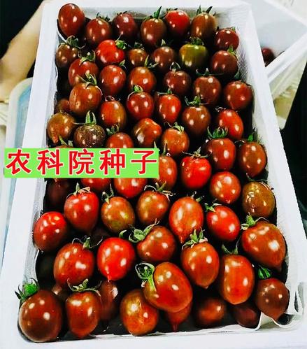 巧克力番茄好吃吗_巧克力番茄种子怎么种植视频 巧克力番茄好吃吗_巧克力番茄种子怎么种植视频 农业常识