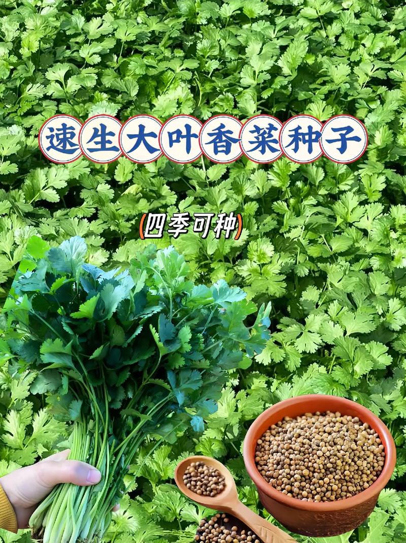 自家菜园种的菠菜和香菜是如何越冬的_火锅店蔬菜种植技巧和方法 自家菜园种的菠菜和香菜是如何越冬的_火锅店蔬菜种植技巧和方法 番茄种植技巧