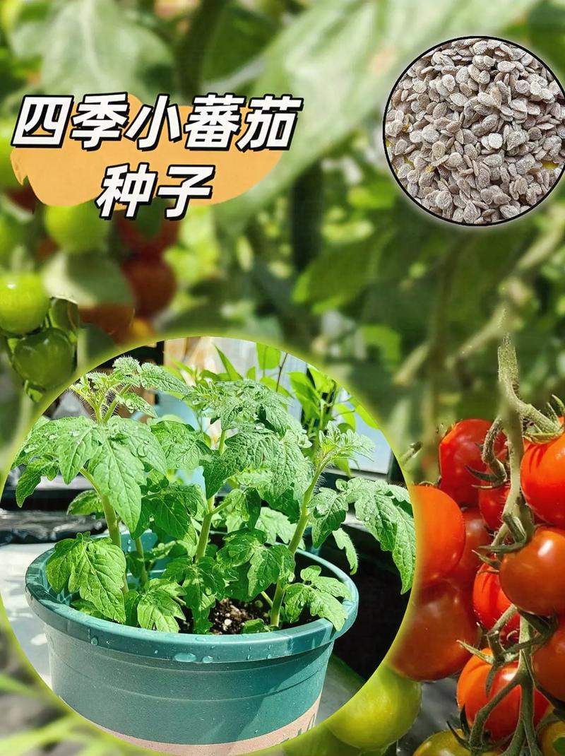 迷你番茄盆栽种植方法_盆土种小番茄怎么种植视频 迷你番茄盆栽种植方法_盆土种小番茄怎么种植视频 番茄病虫害防治